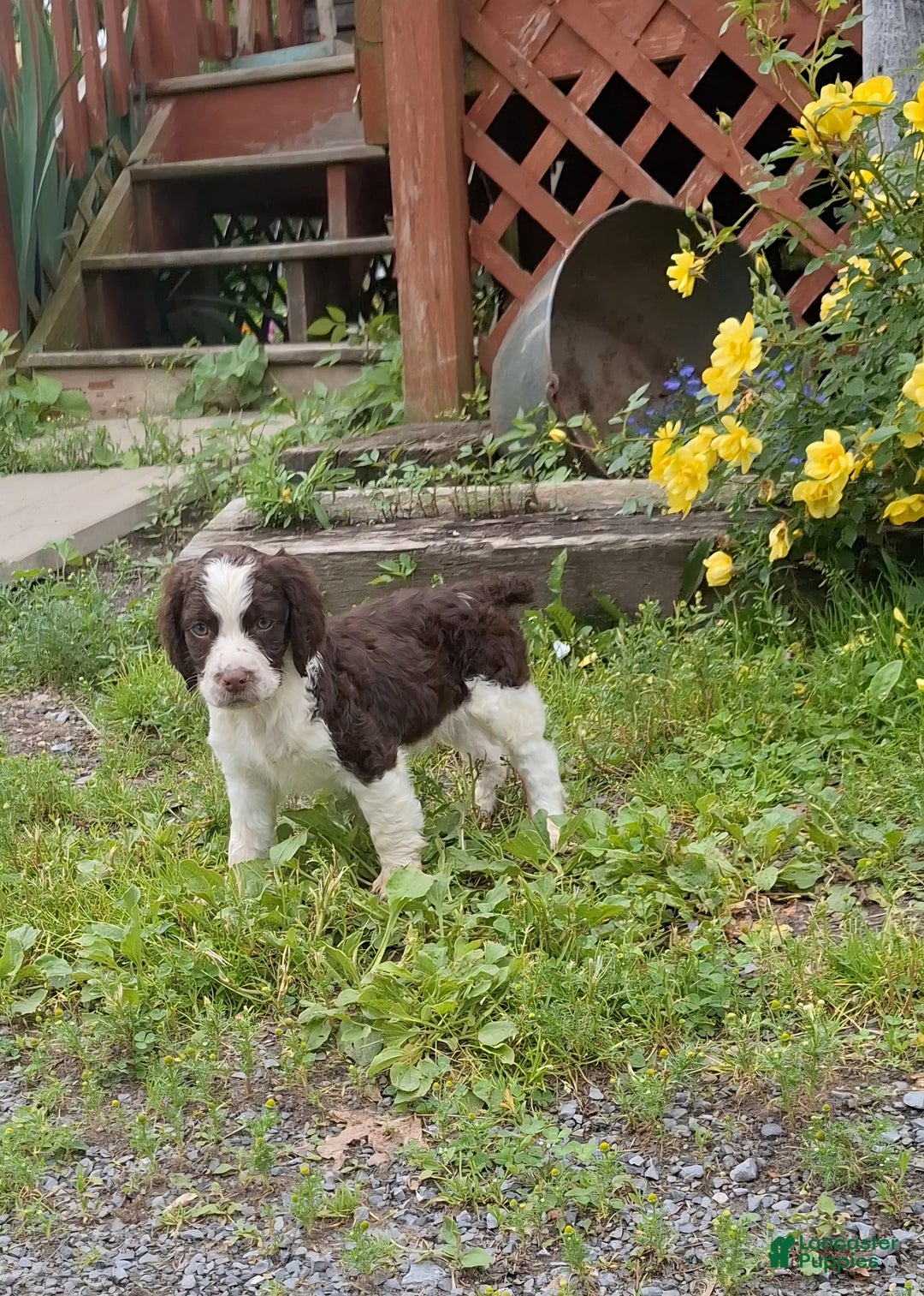 English Springer Spaniel dogs for sale: Buster - Image 4