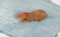Toy Poodle dogs for sale: Kinley - Image 13