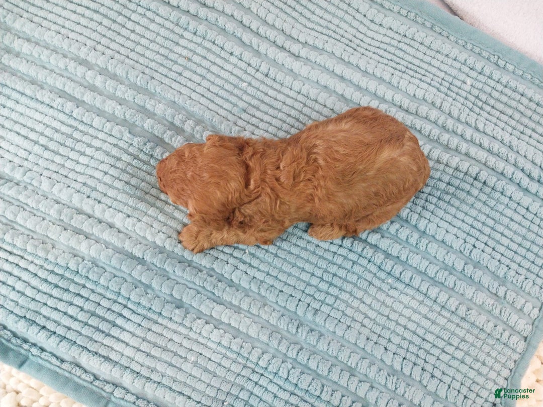 Toy Poodle dogs for sale: Kinley - Image 13