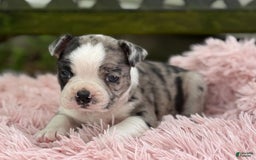 Frenchton dogs for sale: Jaida - Image 25