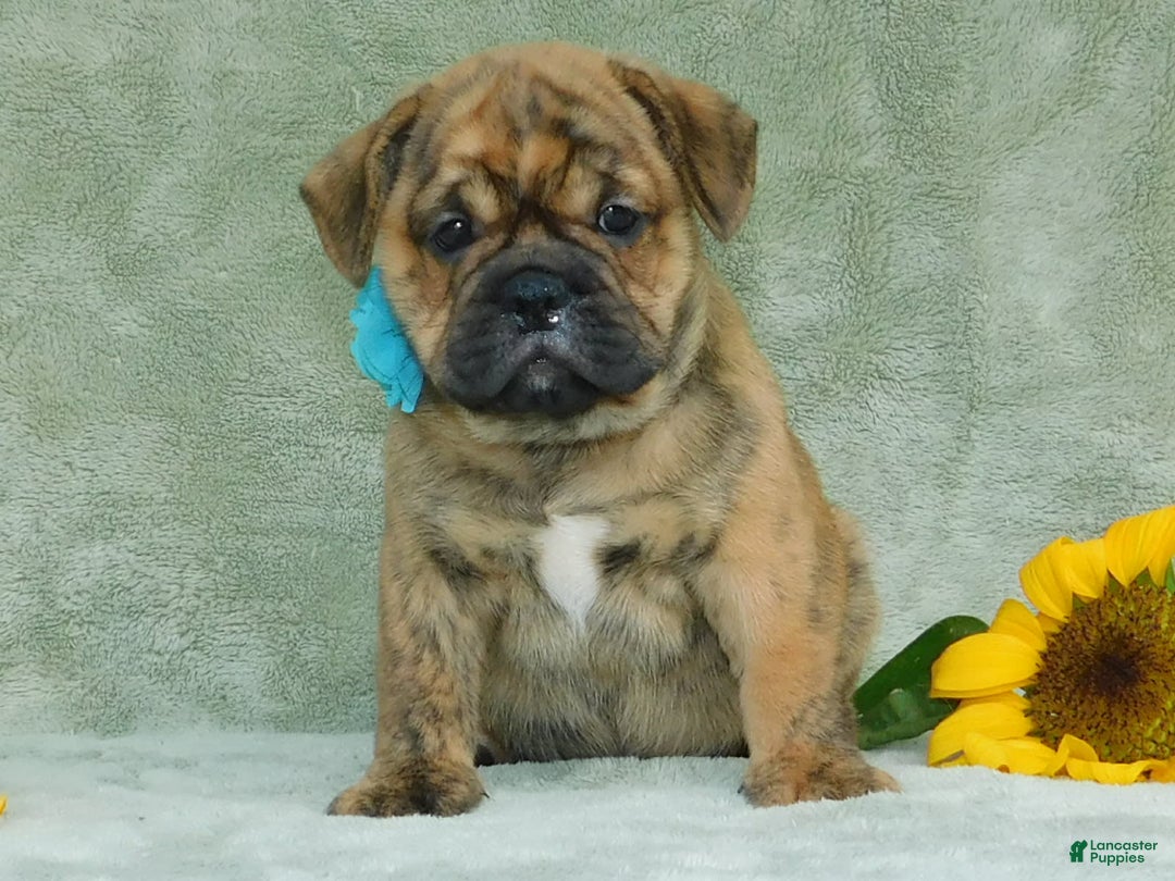 English Bulldog dogs for sale: Teddy - Image 5