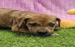 Catahoula Leopard Dog dogs for sale: Duchess 2025 Female 4 - Image 15