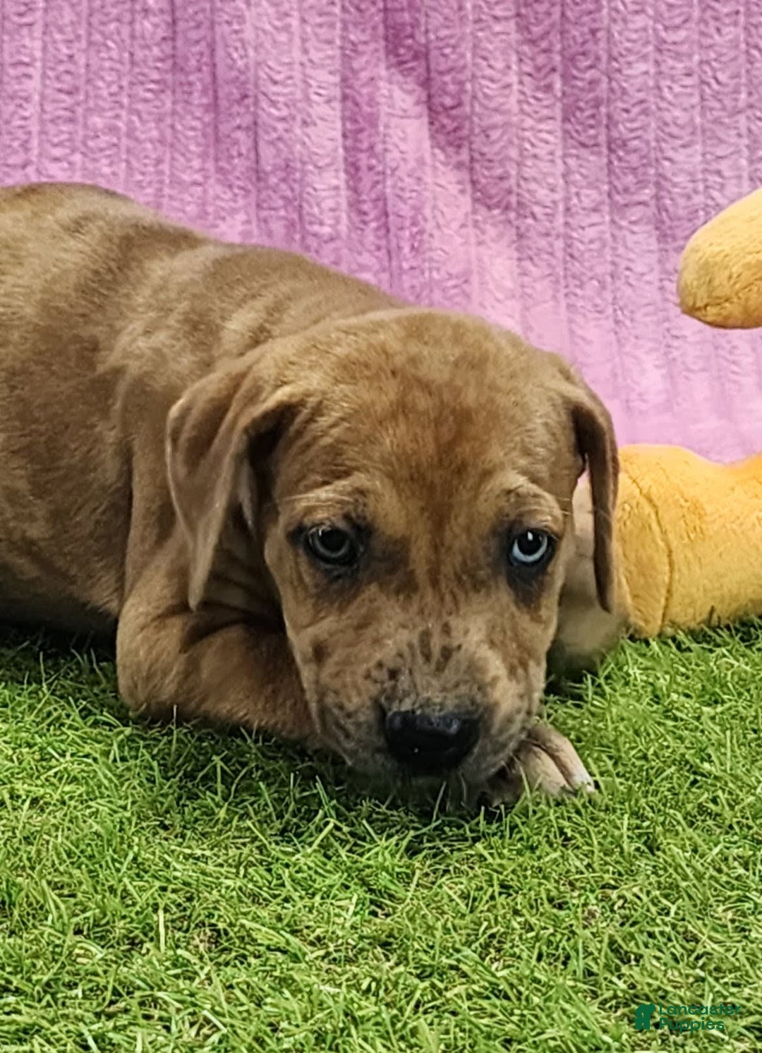 Catahoula Leopard Dog dogs for sale: Duchess 2025 Female 4 - Image 15