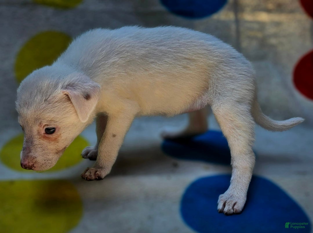 Border Collie dogs for sale: Hissy - Image 16