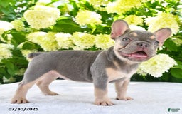 French Bulldog dogs for sale: Millie - Image 2