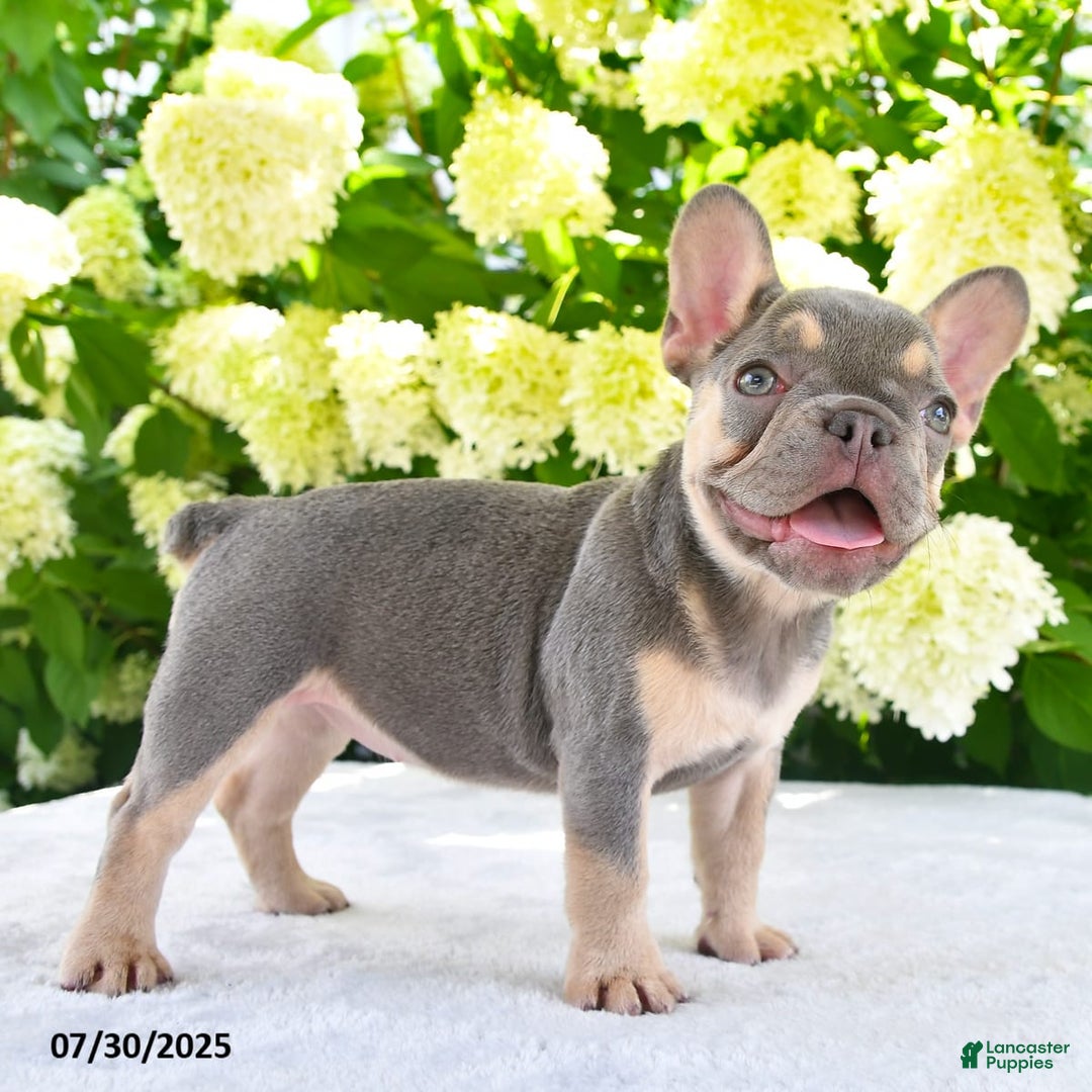 French Bulldog dogs for sale: Millie - Image 2