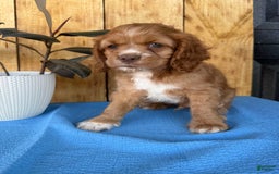 Cocker Spaniel dogs for sale: Tommy - Image 3