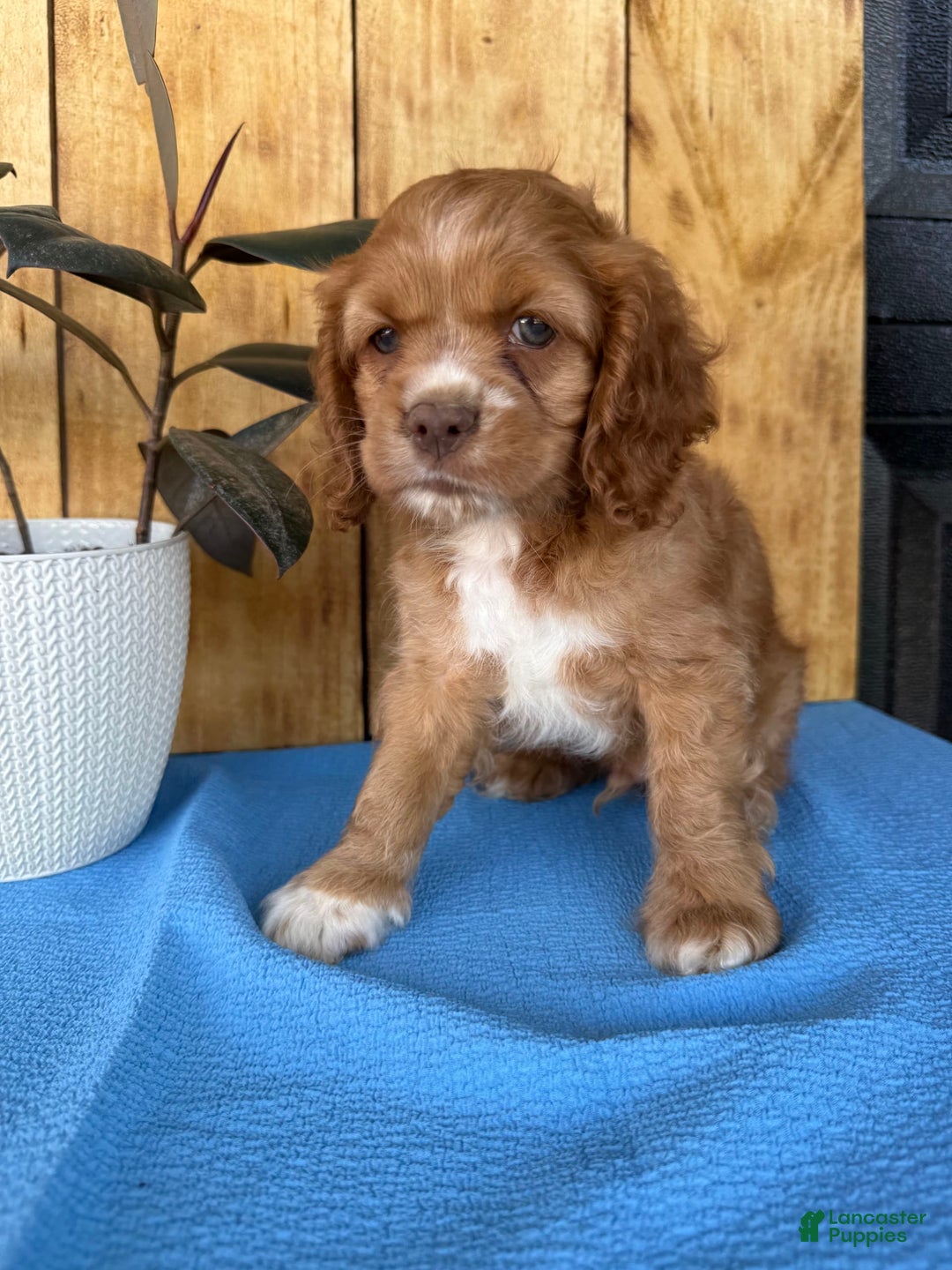 Cocker Spaniel dogs for sale: Tommy - Image 3