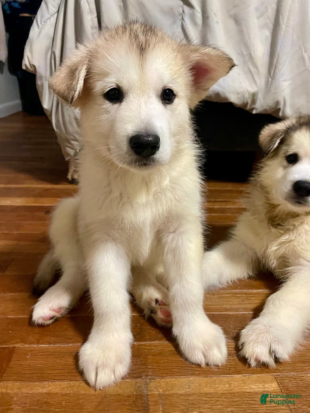 Alaskan Malamute dogs for sale: Acadia - Image 8