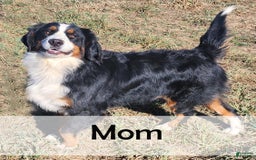 Mini Bernedoodle dogs for sale: Logan - Image 11