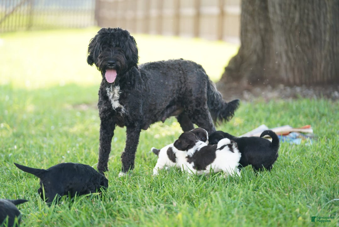 Portuguese Water Dog dogs for sale: Boots - Image 24
