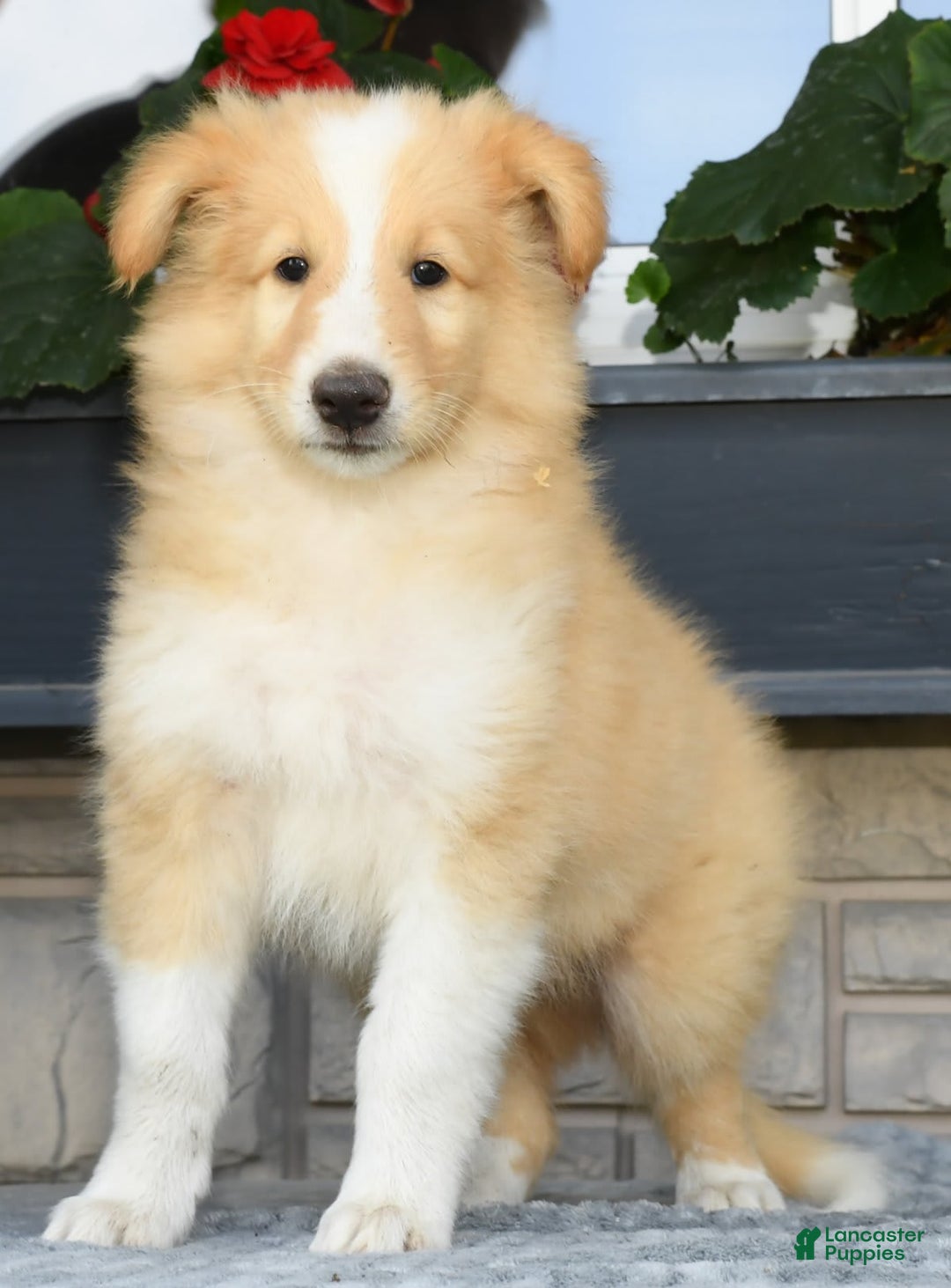 Collie dogs for sale: Pete - Image 2