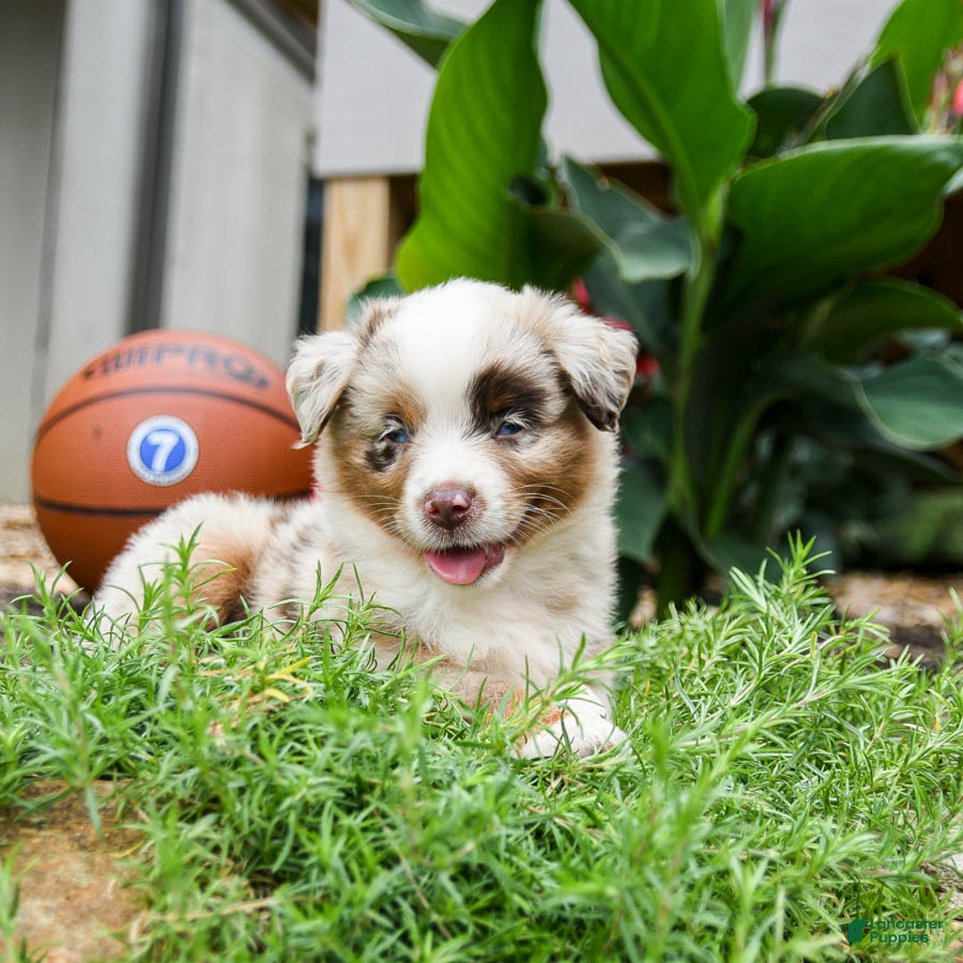 Miniature Australian Shepherd dogs for sale: Dakota - Image 1