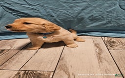 Golden Retriever dogs for sale: Golden Retriever - Image 3