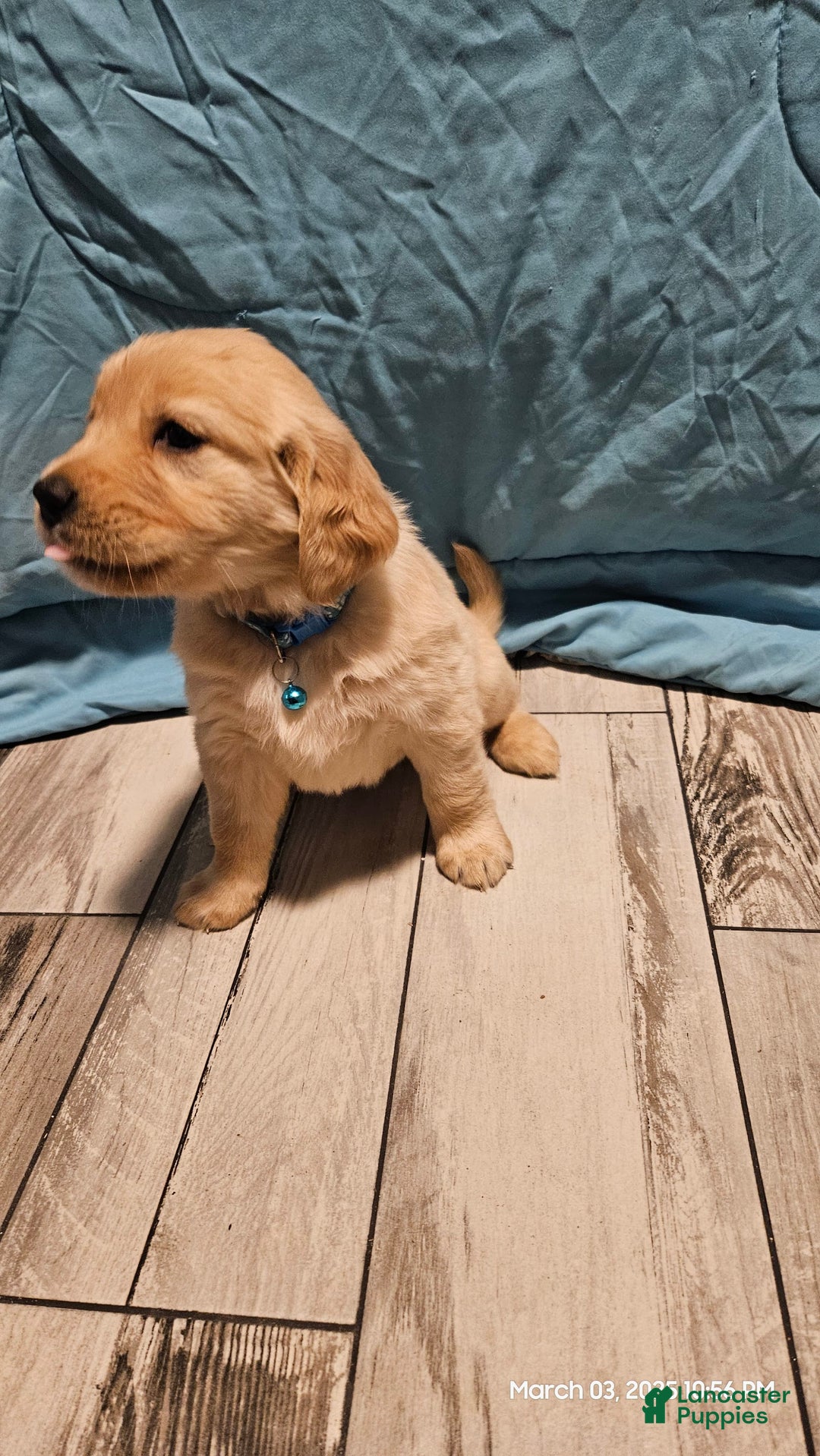 Golden Retriever dogs for sale: Golden Retriever - Image 3