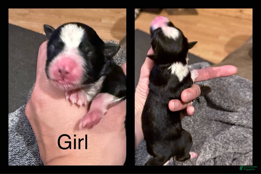 Miniature Australian Shepherd dogs for sale: Milly - Image 6