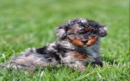 Mini Bernedoodle dogs for sale: Tabitha - Image 3