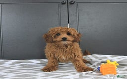 Mini Goldendoodle dogs for sale: Milo - Image 5