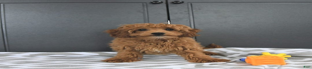 Milo