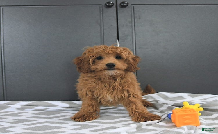 Mini Goldendoodle dogs for sale - Ad 5