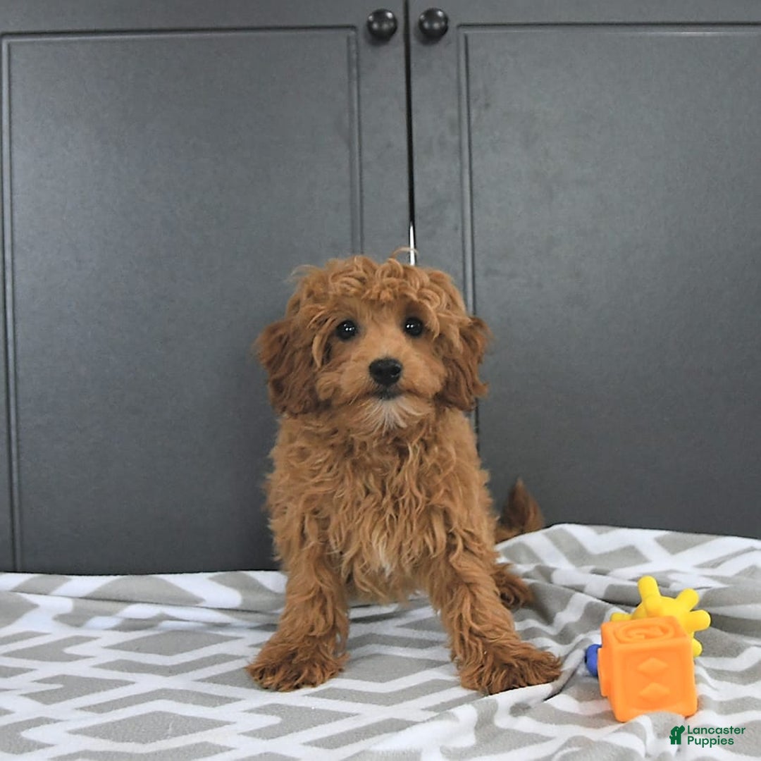 Mini Goldendoodle dogs for sale: Milo - Image 5
