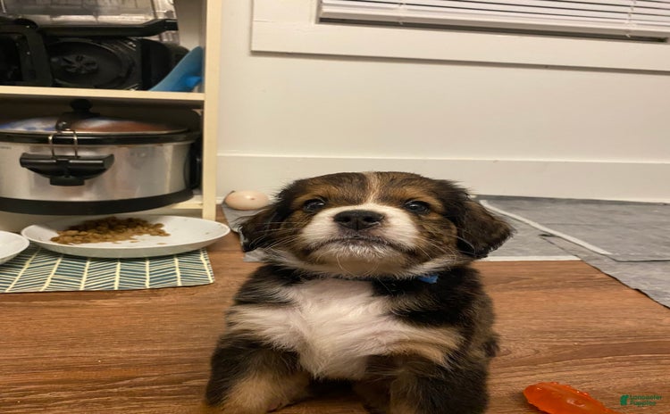 Bernedoodle dogs for sale - Ad 1