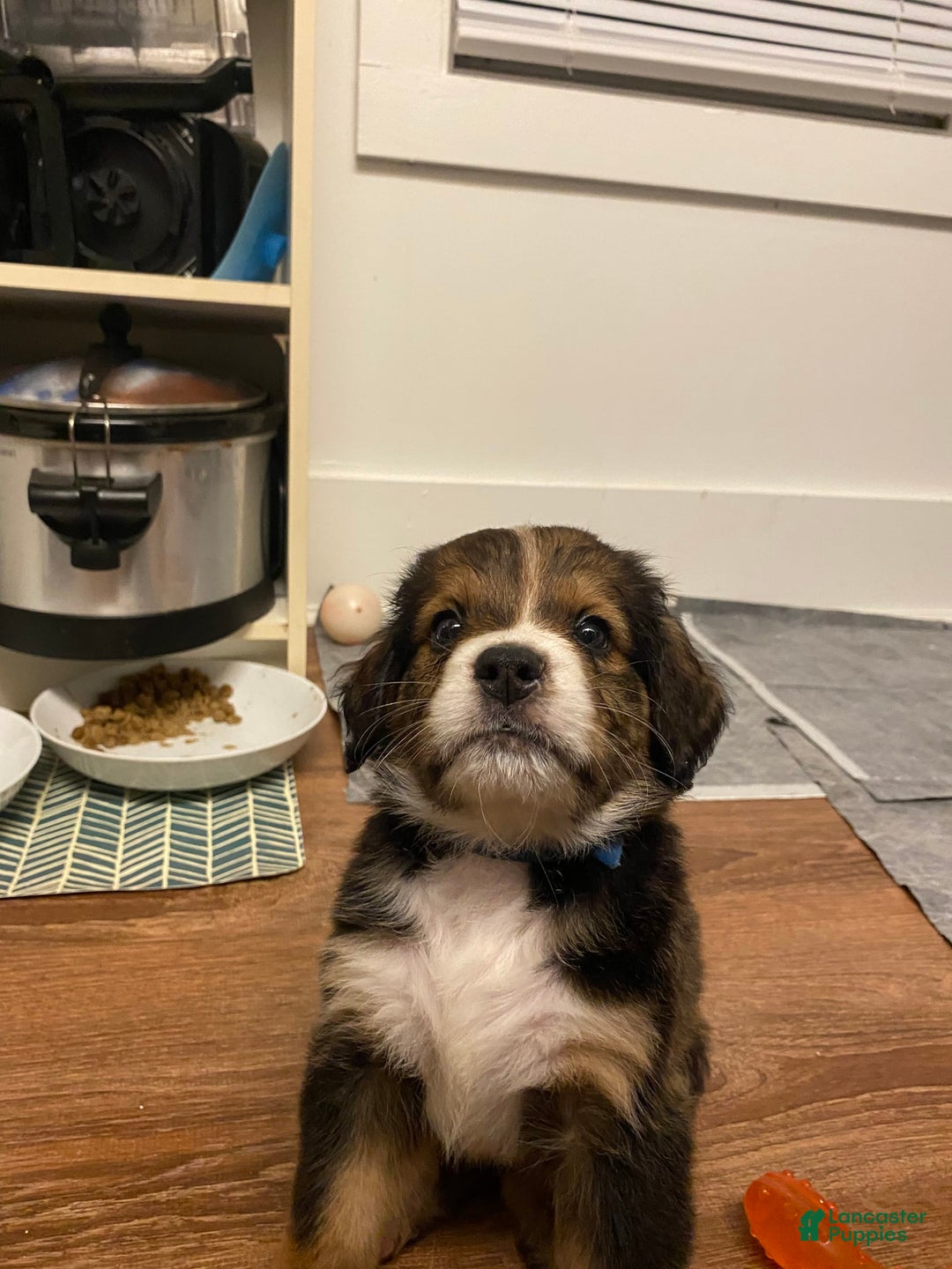 Bernedoodle dogs for sale: Boulder - Image 1