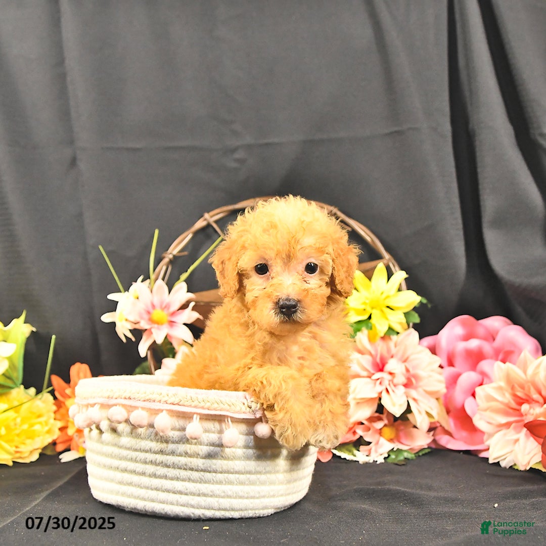 Miniature Poodle dogs for sale: Charity   Extra Small - Image 3