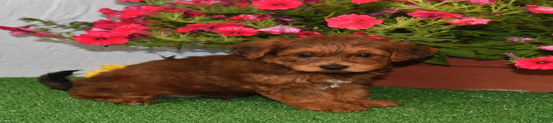 Rusty