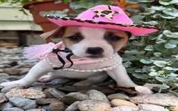 Jack Russell Terrier dogs for sale: Blondie - Image 1