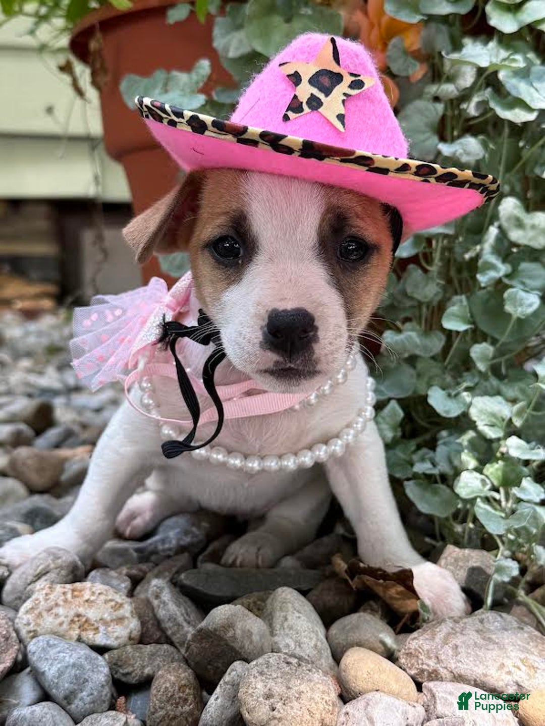 Jack Russell Terrier dogs for sale: Blondie - Image 1