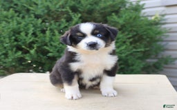Miniature Australian Shepherd dogs for sale: Miniature Australian Shepherd 8 puppies - Image 10