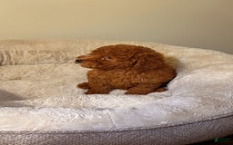 Toy Poodle dogs for sale: Willow - Image 2