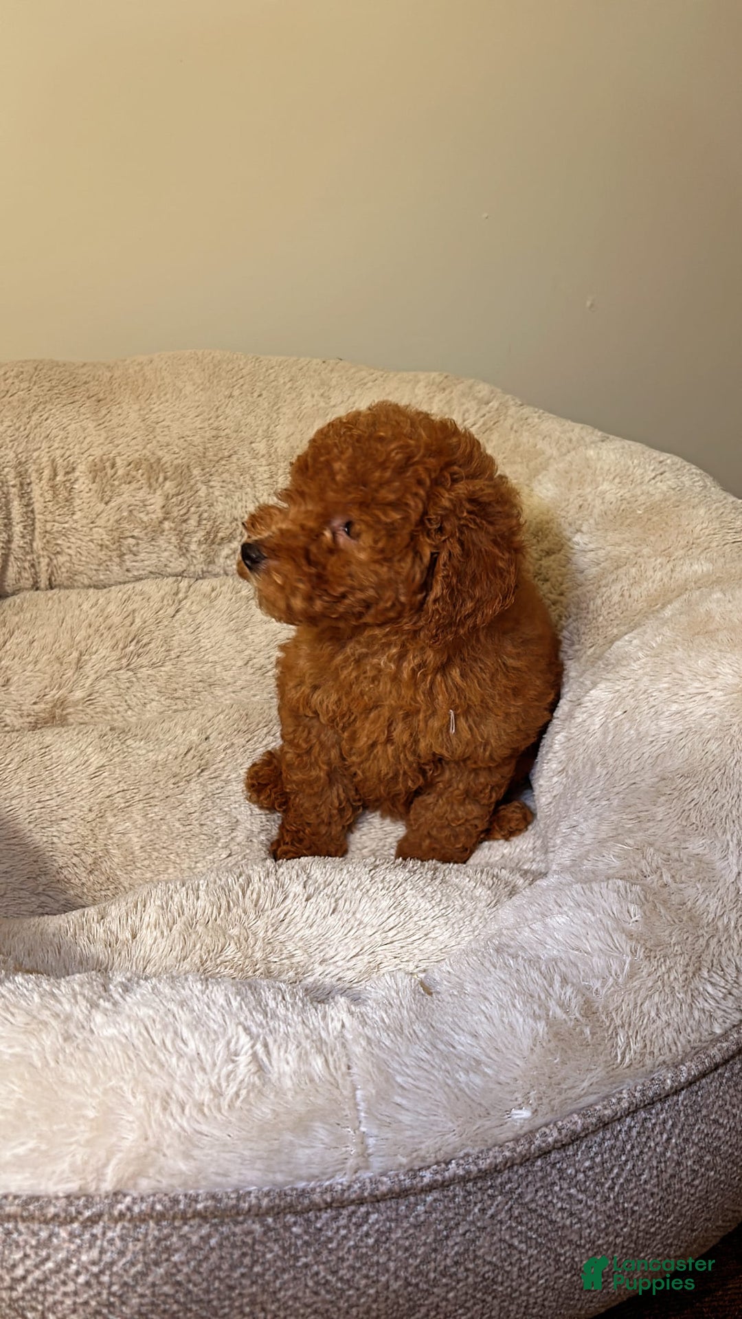 Toy Poodle dogs for sale: Willow - Image 2