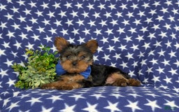 Yorkshire Terrier dogs for sale: Lamar 6 lbs Full Grown - Image 6