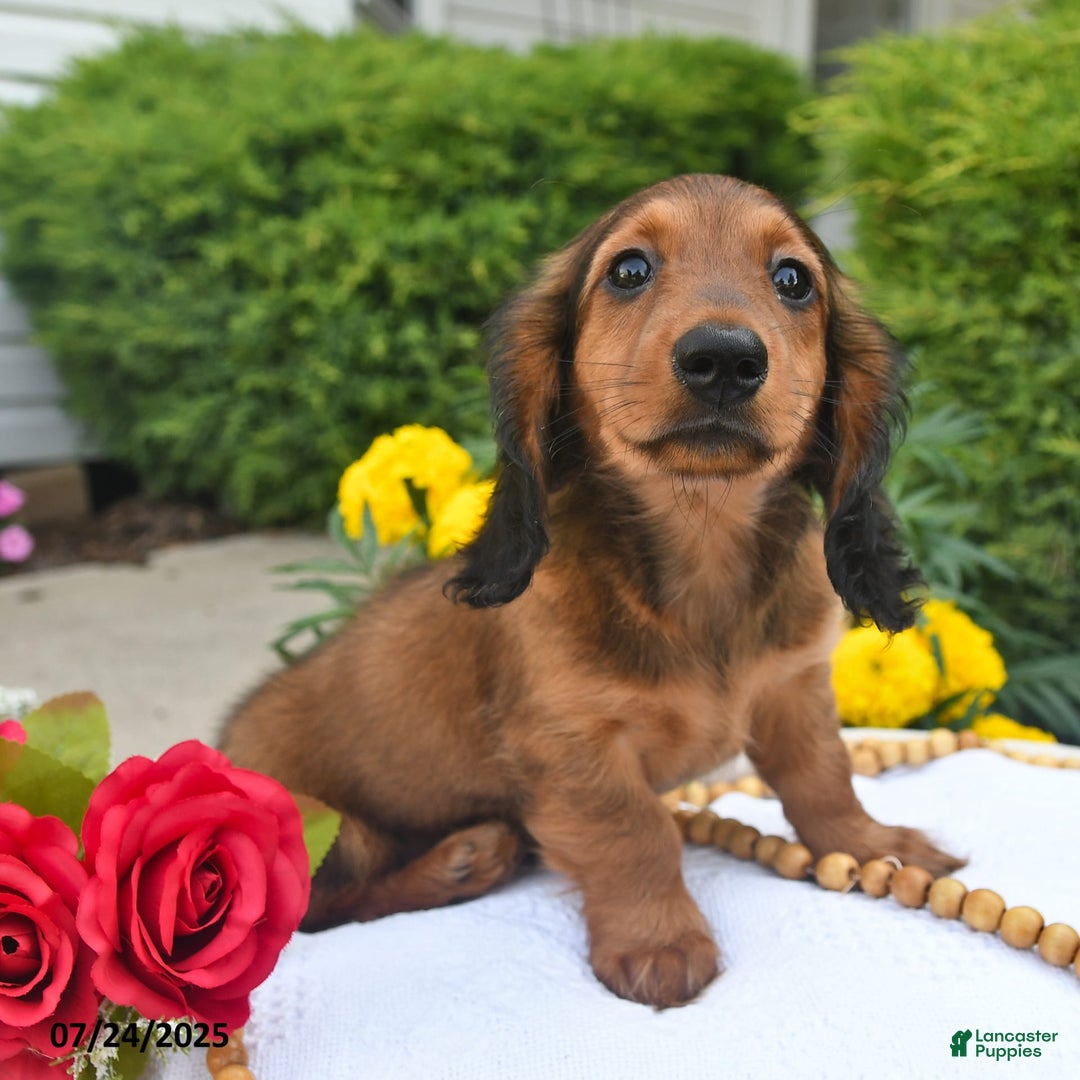 Miniature Dachshund dogs for sale: Dick - Image 6