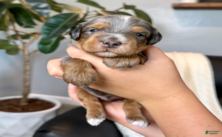 Mini Goldendoodle dogs for sale - Ad 5