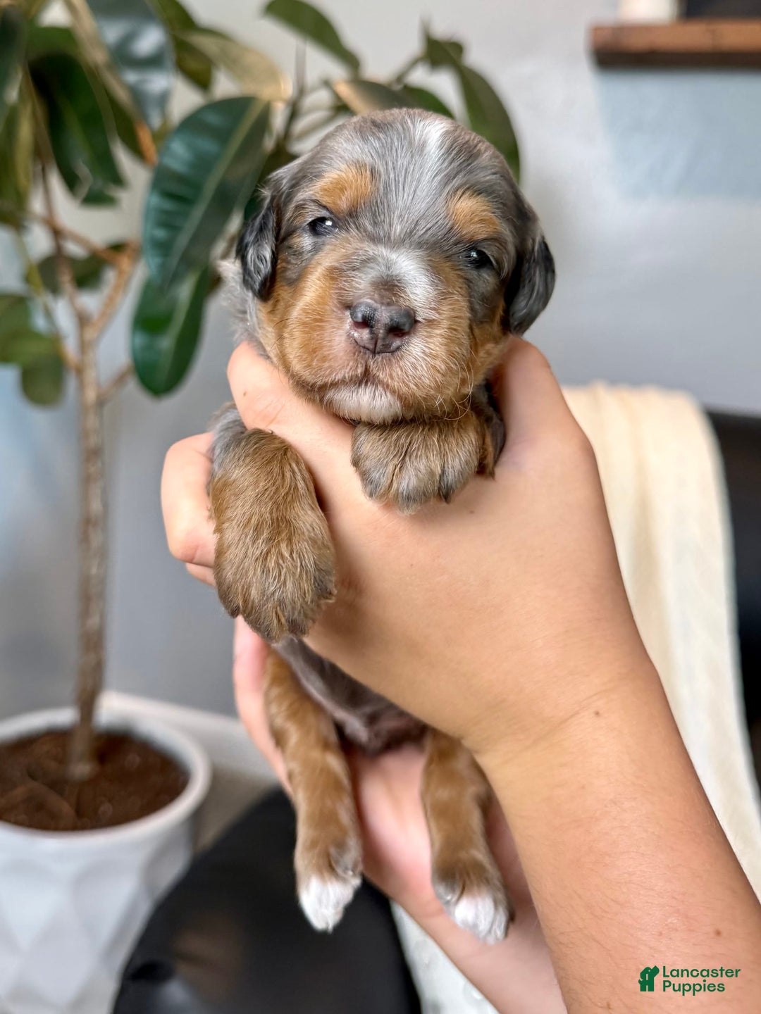 Mini Goldendoodle dogs for sale: Riley - Image 1