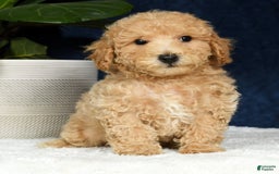 Bichpoo dogs for sale: Kent - Image 16