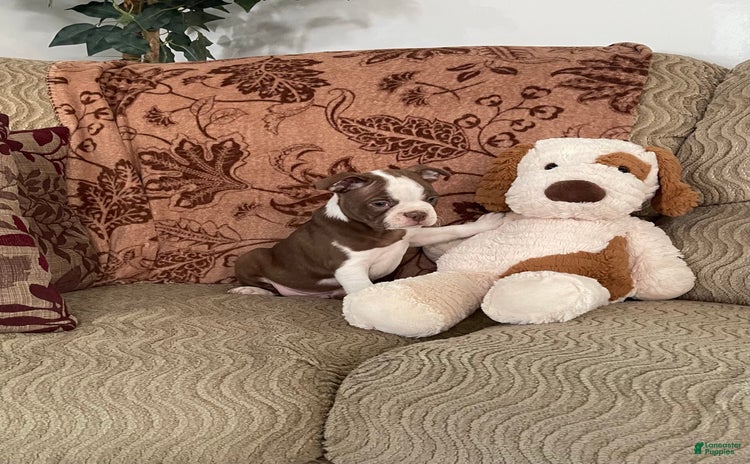 Boston Terrier dogs for sale - Ad 1