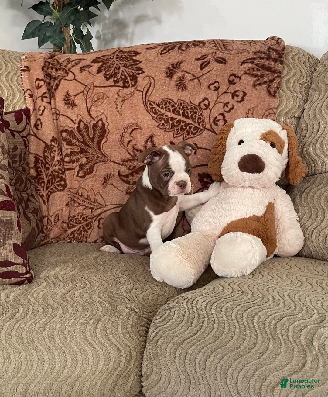 Boston Terrier dogs for sale: Maxx - Image 1