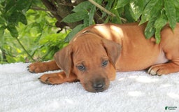 Rhodesian Ridgeback dogs for sale: Greg - Image 2