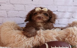 Cockapoo dogs for sale: Bailey - Image 15