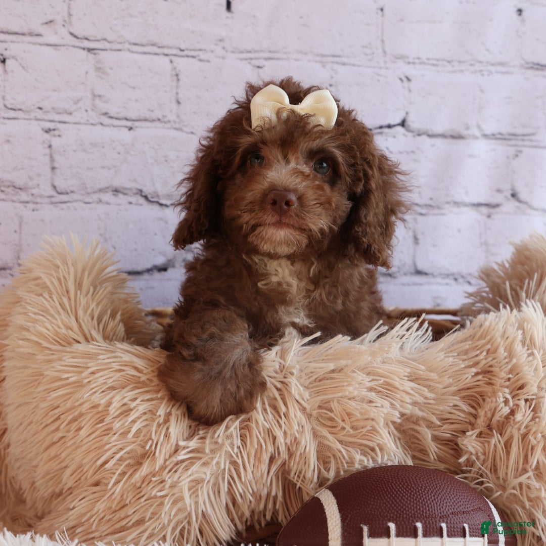 Cockapoo dogs for sale: Bailey - Image 15