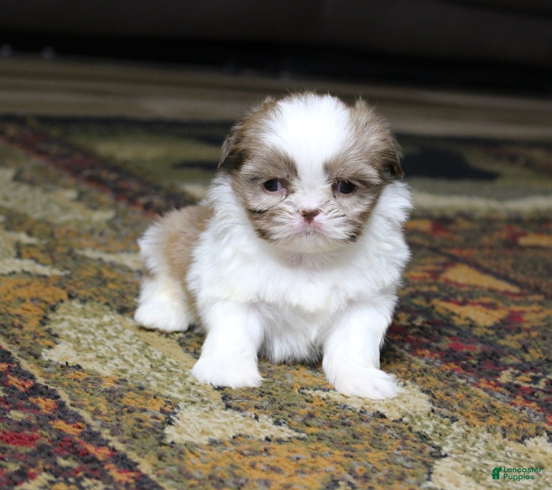 Shih Tzu dogs for sale: Peanut - Image 4