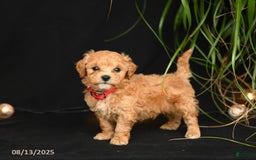 Teddy Bear dogs for sale: Rio - Image 2