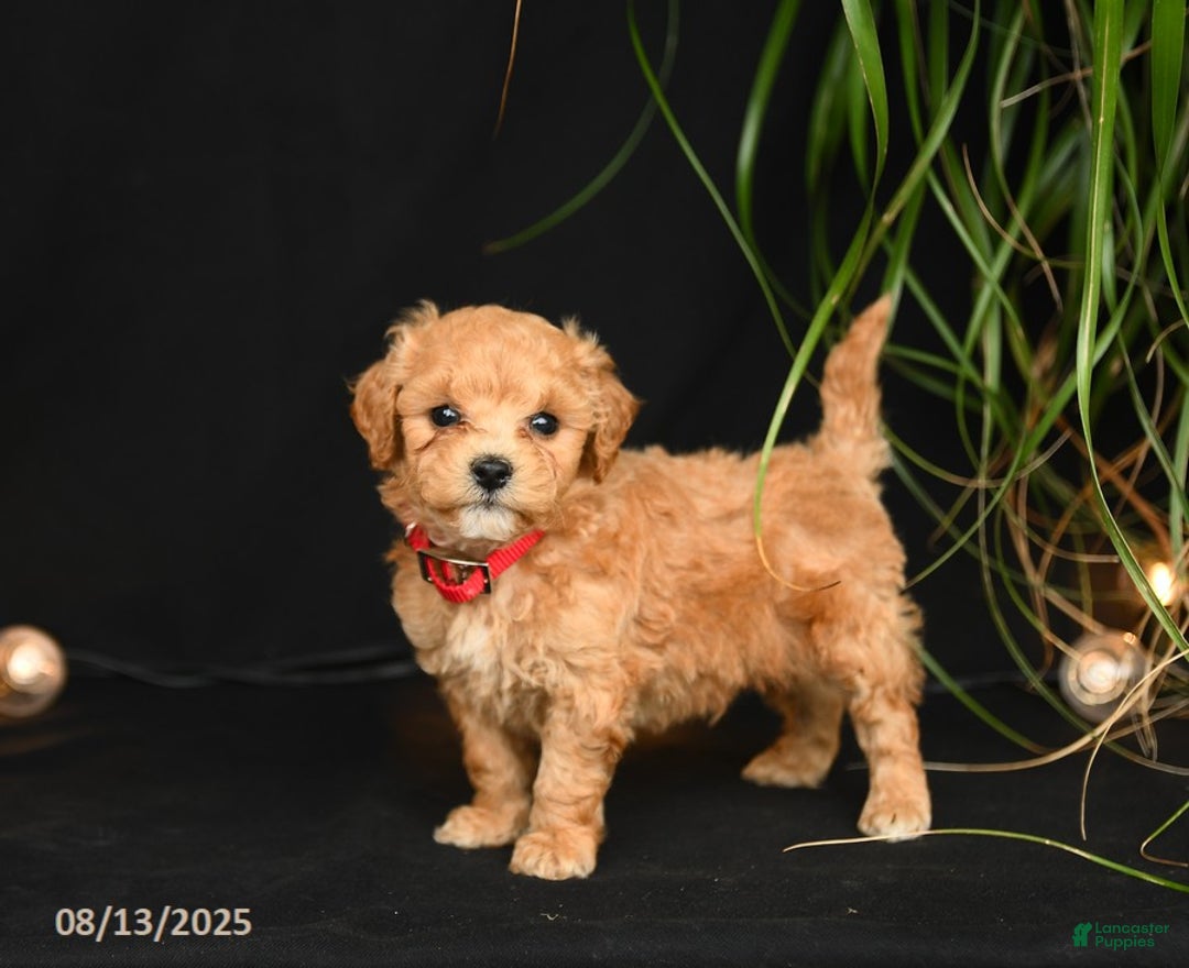 Teddy Bear dogs for sale: Rio - Image 2