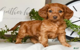 Miniature Dachshund dogs for sale: Elsa - Image 7