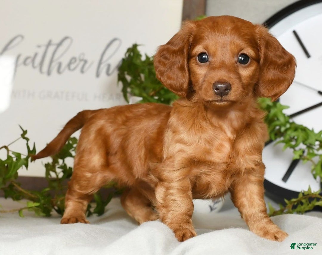 Miniature Dachshund dogs for sale: Elsa - Image 7