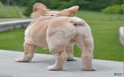 French Bulldog dogs for sale: Rayna Big Rope Velvet Fluffy - Image 10